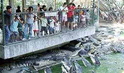 Crocodile Farm Bangkok Thailand