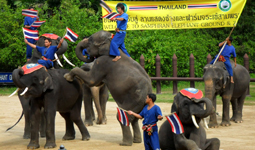 Elephant Thyme Show Bangkok Thailand